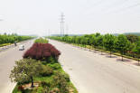 红荷路绿化.jpg